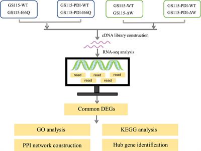 Comparative transcriptomic analysis-based identification of the regulation of foreign proteins with different stabilities expressed in Pichia pastoris